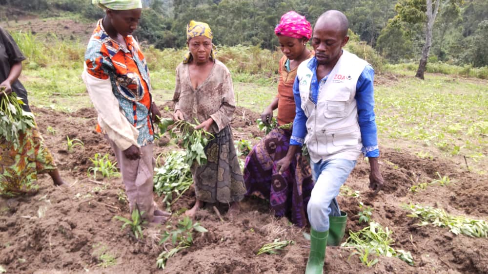 Plantation communautaire des patates douces à Hungu dans le cadre du projet TRIDE